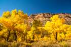 USA, New Mexico, Jemez National Recreation Area. Cliff and cottonwood trees in autumn. Art Print